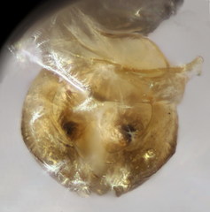 Lasioglossum transitorium