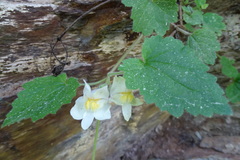 Asarina procumbens