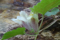 Asarina procumbens