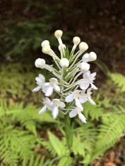 Platanthera blephariglottis blephariglottis