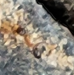Formicidae
