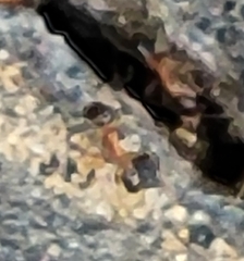 Formicidae