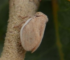 Agalmatium bilobum