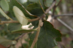 Agalmatium bilobum