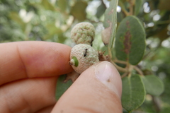 Crematogaster auberti