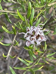 Grevillea phylicoides