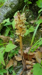 Orobanche reticulata