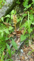 Orobanche reticulata