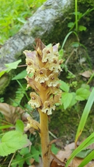 Orobanche reticulata