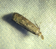 Dichomeris inversella