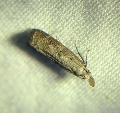 Dichomeris inversella