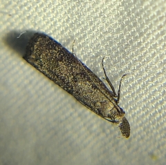 Dichomeris inversella