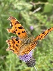 Polygonia c-album