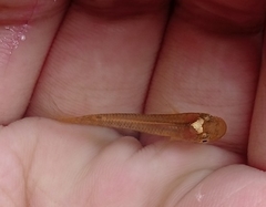 Aplocheilus lineatus