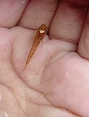 Aplocheilus lineatus