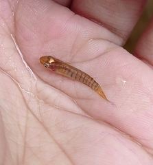 Aplocheilus lineatus