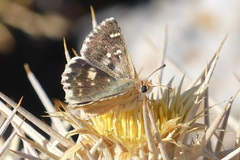 Muschampia proteides