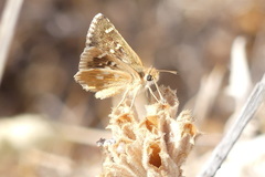 Muschampia proteides