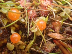 Nertera scapanioides