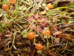 Nertera scapanioides