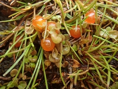 Nertera scapanioides