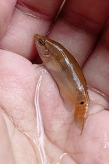 Pseudosphromenus