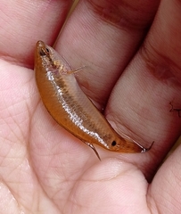 Pseudosphromenus