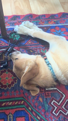 Canis familiaris