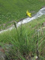 Tragopogon reticulatus