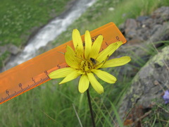 Tragopogon reticulatus