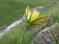 Tragopogon reticulatus