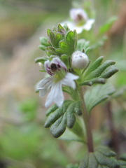 Euphrasia ossica