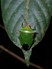 Rhynchocoris plagiatus