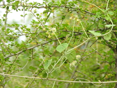 Pergularia