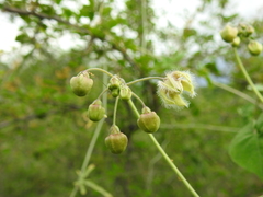 Pergularia