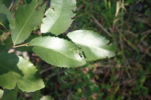 Image of Maytenus undata by no rights reserved