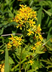 Solidago cuprea