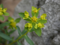 Euphorbia spinosa