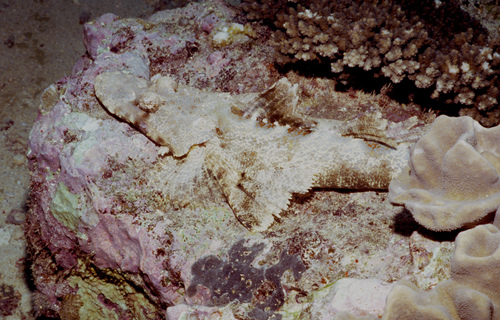 Thysanophrys chiltonae