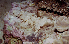 Thysanophrys chiltonae