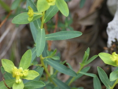Euphorbia spinosa