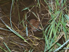 Physalaemus biligonigerus