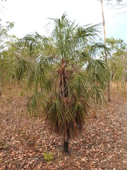 Livistona inermis