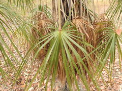 Livistona inermis