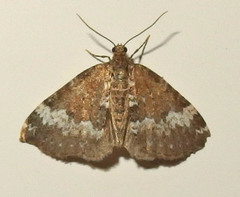 Perizoma alchemillata
