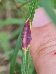 Ramularia inaequalis