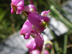 Disperis tysonii