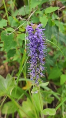 Veronica porphyriana