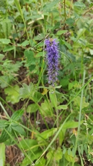 Veronica porphyriana