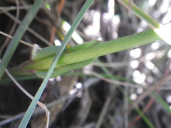 Disperis tysonii